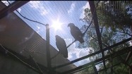 Papugi w klatce w zoo