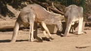 Kangury na wybiegu w zoo