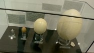 Jajka w gablocie - ekspozycja