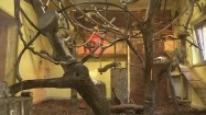 Małpy sajmiri w ogrodzie zoologicznym