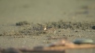 Krab na piasku