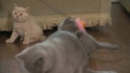 Hodowla kotów brytyjskich krótkowłosych