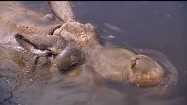Nosorożec w wodzie