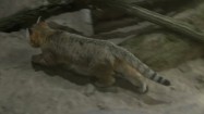 Kot arabski na wybiegu w zoo