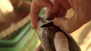 Świeża ryba na targu - oglądanie skrzeli