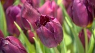 Fioletowe i różowe tulipany