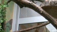 Tamaryna cesarska w zoo