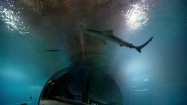 Rekin we wrocławskim afrykarium