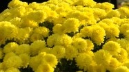 Żółte chryzantemy