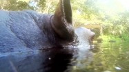 Hipopotam w wodzie