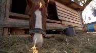 Koń jedzący siano