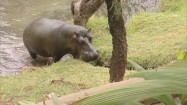 Hipopotam wychodzący z wody