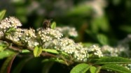 Pszczoła na kwiatach irgi wierzbolistnej