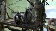 Karmienie lemurów bananem