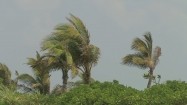 Palmy kołyszące się na wietrze