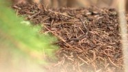 Mrówki na suchych liściach