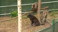Niedźwiedź brunatny i mastif tybetański w zoo