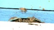 Pszczoły wychodzące z ula