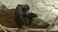 Szympans pijący wodę z butelki