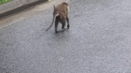 Małpy na ulicy