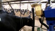 Krowy mleczne w oborze