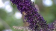 Motyl i pszczoły na kwiatku