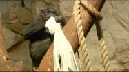 Ubierający się szympans