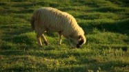 Owca na pastwisku