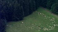 Owce pasące się na hali