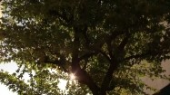 Promienie słoneczne przebijające przez drzewa