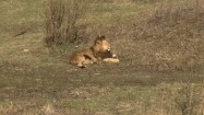 Lew leżący na trawie