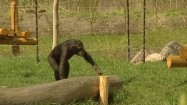 Szympans w zoo