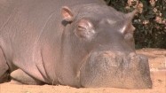 Śpiący hipopotam