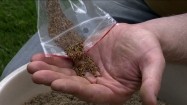Mieszanie nasion trawy z piaskiem