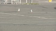 Mewy na parkingu