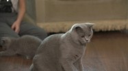 Hodowla kotów brytyjskich krótkowłosych