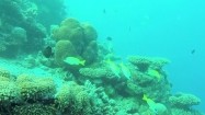 Ryby pływające pomiędzy koralowcami