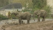 Słonie w zoo