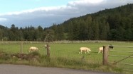 Owce na pastwisku