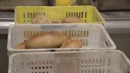 Świeży chleb w piekarni