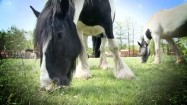 Konie skubiące trawę