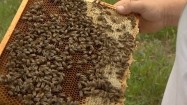 Pszczoły w ulu