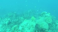 Rafa koralowa u wybrzeży Malediwów