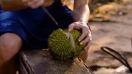 Krojenie duriana