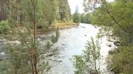 Rzeka płynąca w lesie
