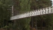Most linowy w lesie