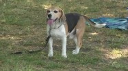 Beagle w parku