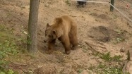 Niedźwiedź brunatny w zoo