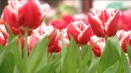 Czerwone tulipany strzępiaste