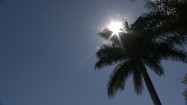Słońce i palma